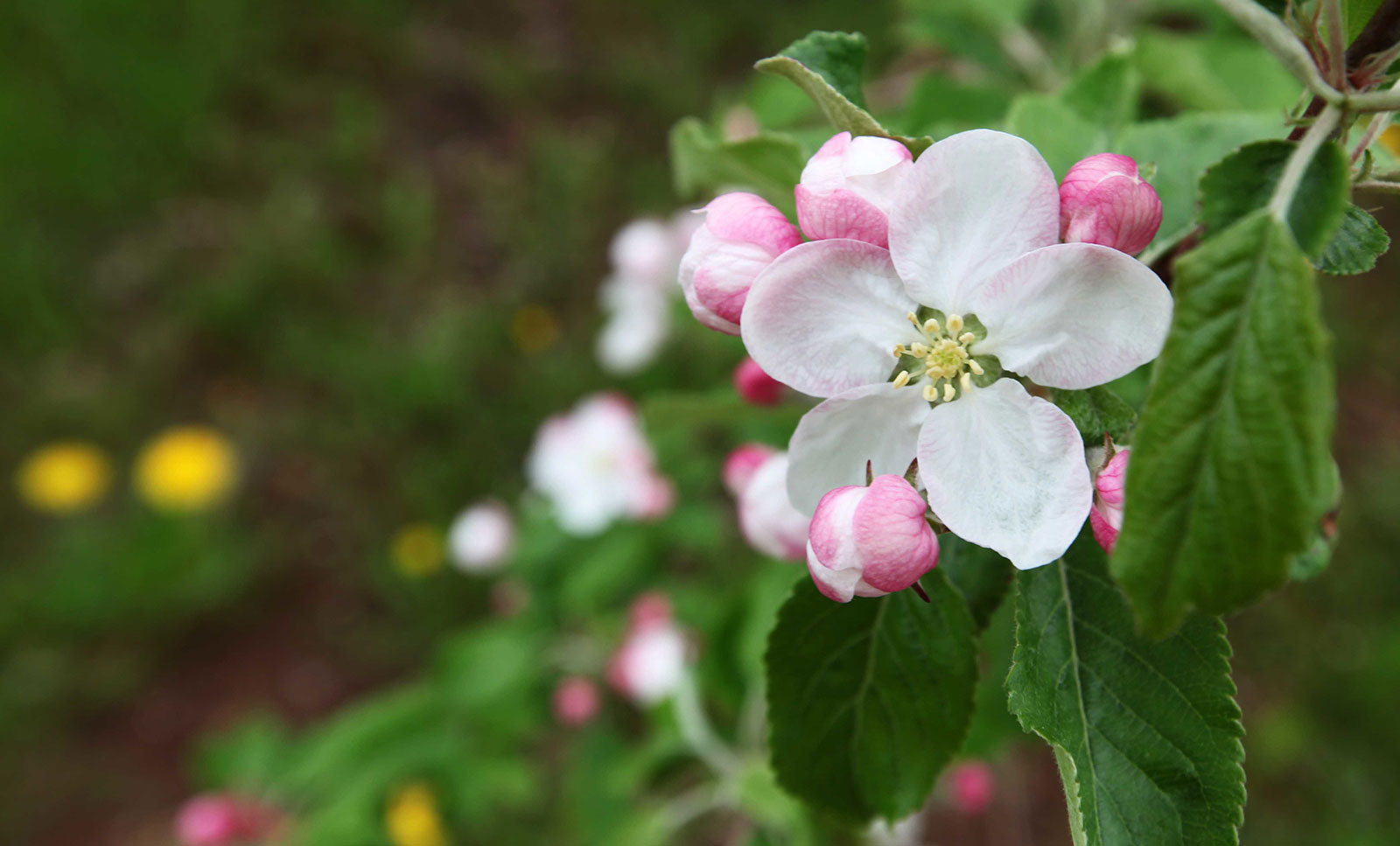 Apple blossom